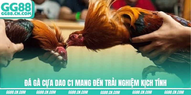 Đá gà cựa dao C1 mang đến trải nghiệm kịch tính