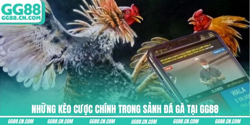Những kèo cược chính trong sảnh đá gà tại GG88 Những kèo cược chính trong sảnh đá gà tại GG88