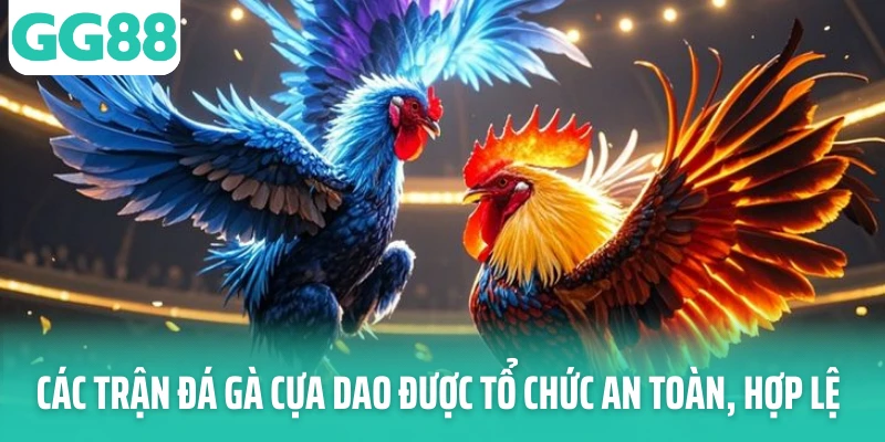 Các trận đá gà cựa dao được tổ chức an toàn, hợp lệ Các trận đá gà cựa dao được tổ chức an toàn, hợp lệ